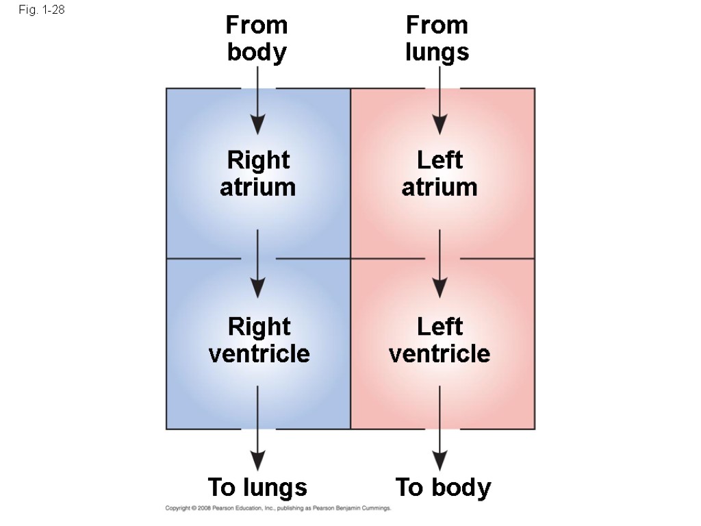 Fig. 1-28 From body From lungs Right atrium Left atrium Left ventricle Right ventricle